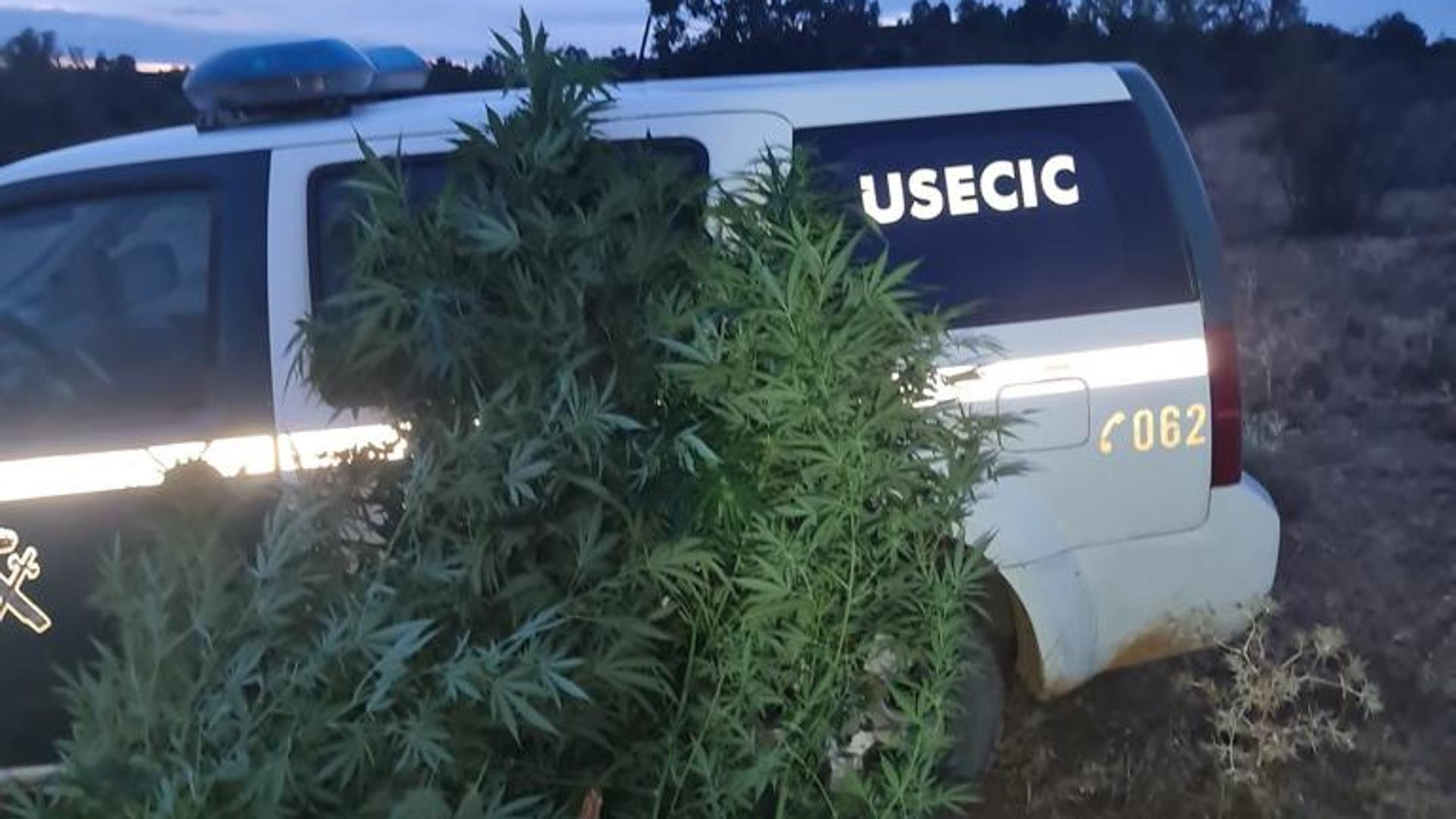 Dos Detenidos Por Cultivo De Marihuana En Quintana De Raneros